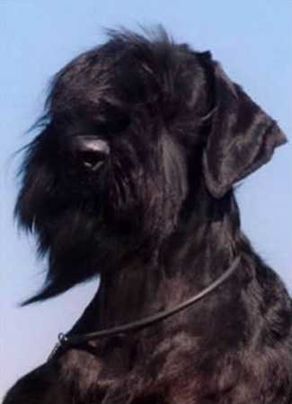 Refrain Against Wind | Giant Schnauzer 