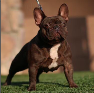 Hub City Griselda Blanco | French Bulldog 