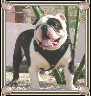 Triple K Moe | Olde English Bulldogge 