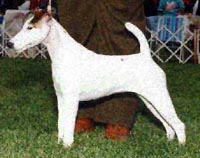 Buckleigh Anticipation | Smooth Fox Terrier 