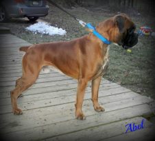 Euro-Star's Kreative Reflexion (RUS) | Boxer 