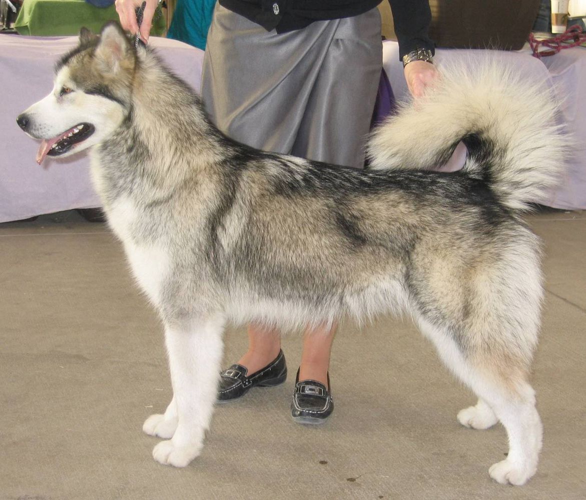 Kasaan Frost The Fortune | Alaskan Malamute 