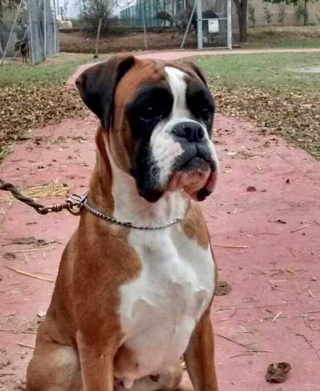 Xira de Castell Pages | Boxer 