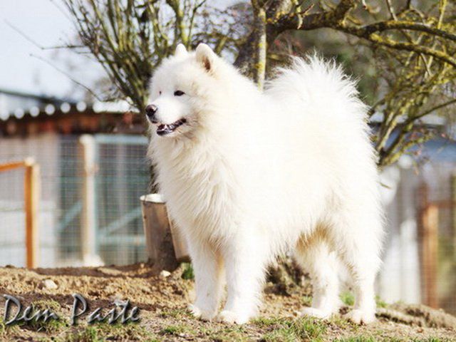 TRULY BYRON'S PRIDE OF KARASEA | Samoyed 