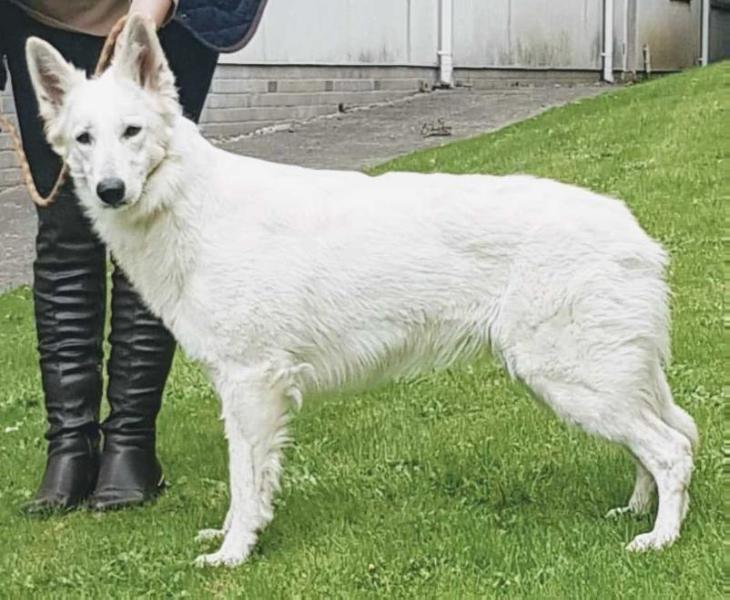 Serenospirit Inner Legacy | White Swiss Shepherd Dog 