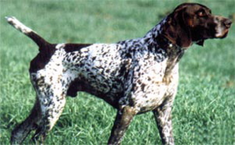 YARD KS VOM HEGE-HAUS | German Shorthaired Pointer 