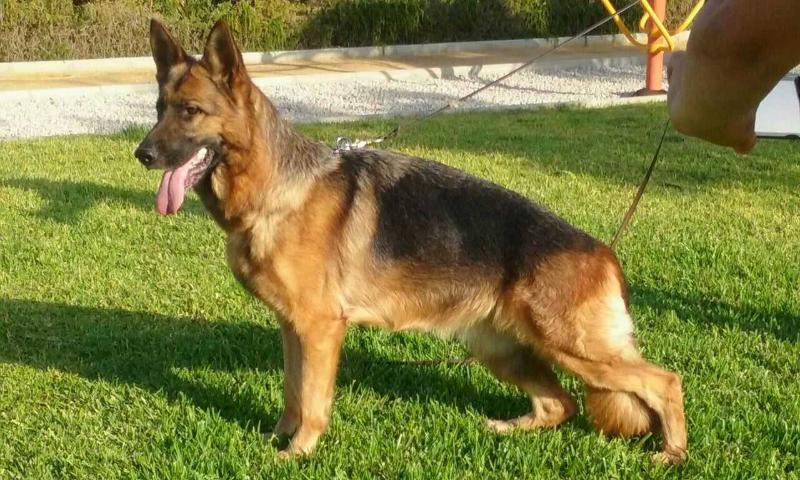 Buda del Campo de Gibraltar | German Shepherd Dog 