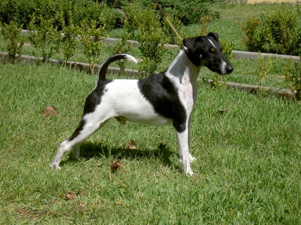 Fraguel'S Calvin Klein | Smooth Fox Terrier 