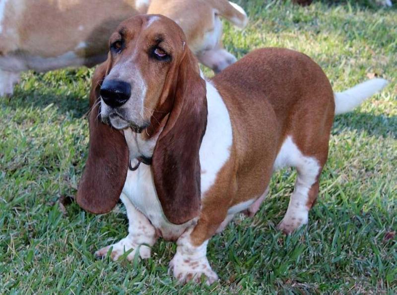 AB Ruby's Pheonix Rising | Basset Hound 