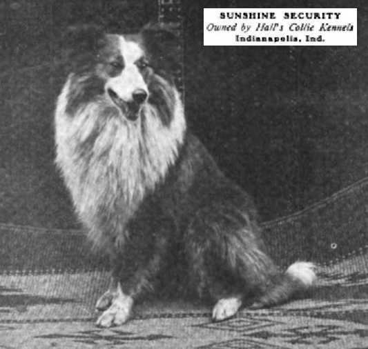 Sunshine Security | Rough Collie 