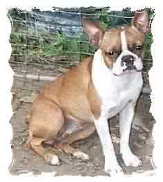 Castro's Shanta Lara | Boston Terrier 