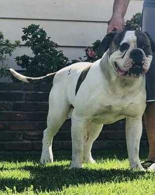 JDK’s Havok of RLL | American Bulldog 