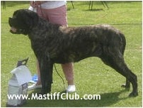 Santmichal chardoney | Mastiff 