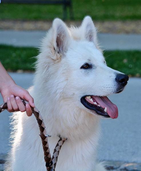 Naš Cucko od bijelih andela | White Swiss Shepherd Dog 