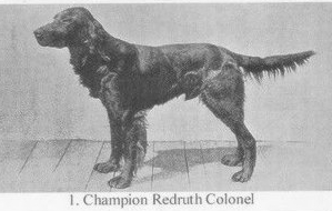 Redruth Colonel | Gordon Setter 