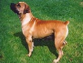 Piet-Zyn-Drift Sheba | African Boerboel 