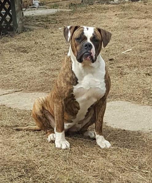30th State's Miss Libby Lou | American Bulldog 