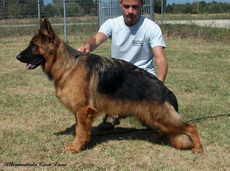 Pepesy di Casa Dani | German Shepherd Dog 