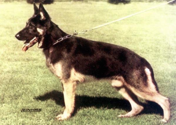 Herzog von Adeloga | German Shepherd Dog 