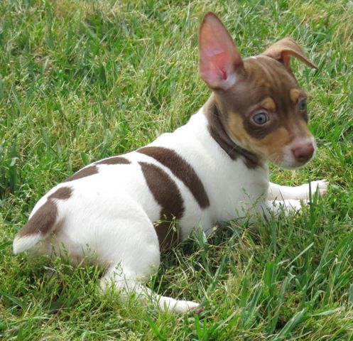 Moobeam's Hoop Dee Doo | Teddy Roosevelt Terrier 