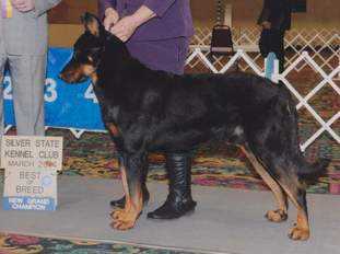 Levi de L'Amouraudiere | Beauceron 