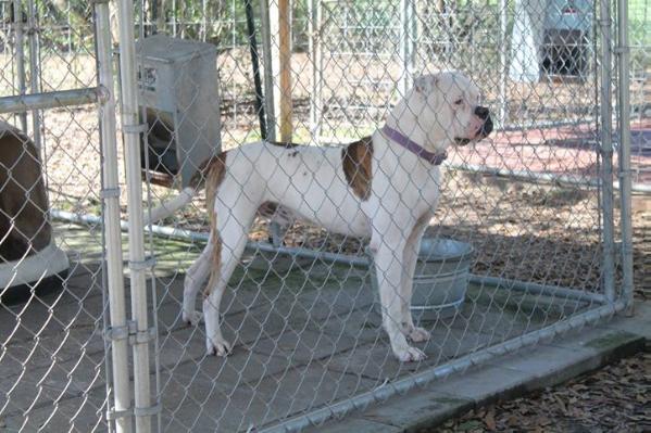 Cox Kennels Piggers Junior | American Bulldog 