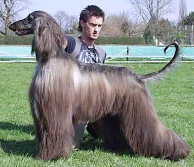 Xenos Comment | Afghan Hound 