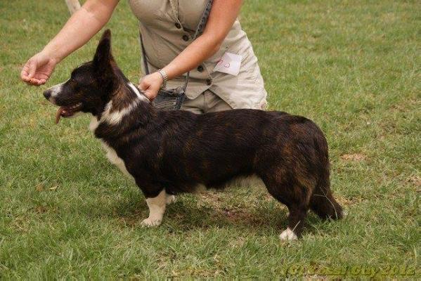 Dom El'fov Abigail | Cardigan Welsh Corgi 