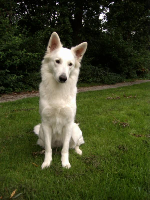 Jazoux Chien de la Prolingée | White Swiss Shepherd Dog 