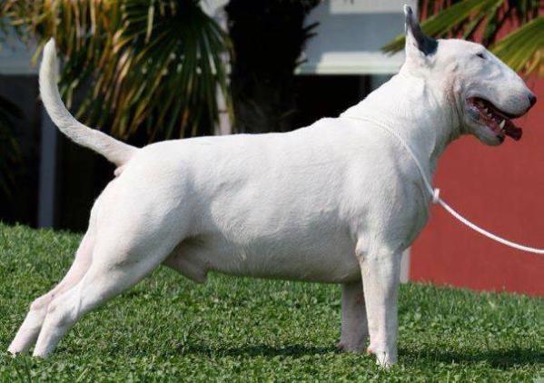 Emred Daredevil | Bull Terrier 