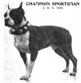 Sportsman 071215 vXX | Boston Terrier 