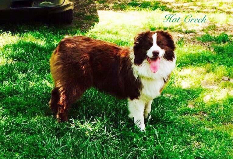 Heifer Creek’s Malone | Australian Shepherd 