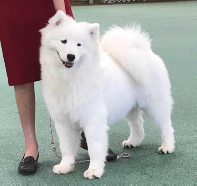 Denitsa Anya | Samoyed 