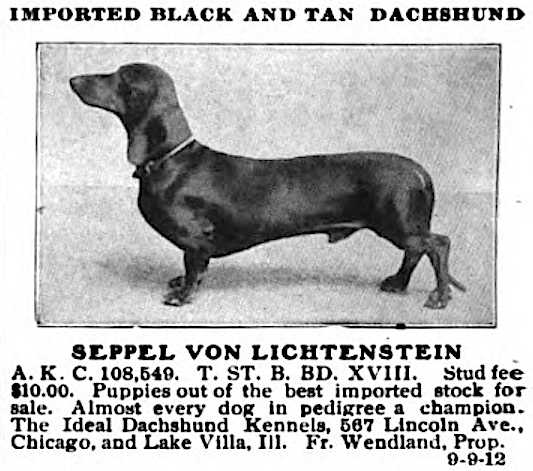 Seppel von Lichtenstein West End | Dachshund 