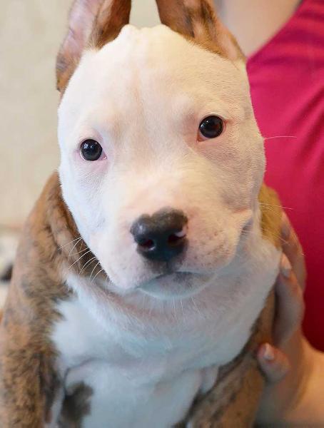 LaFerrari Axel Haus Staff | American Staffordshire Terrier 