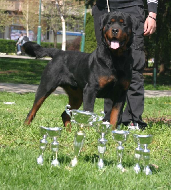 Nando se Ungo rot | Rottweiler 