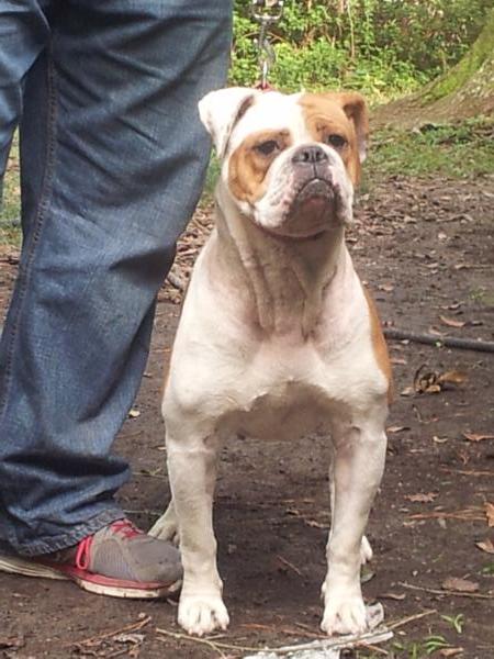 Dotty of sk | American Bulldog 