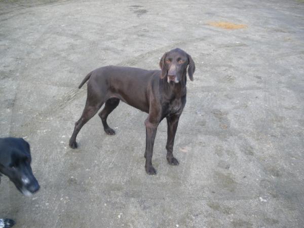 Donna du Rays le Dauphin | German Shorthaired Pointer 