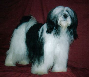 ROGELLS FHE-RA-RHI | Tibetan Terrier 