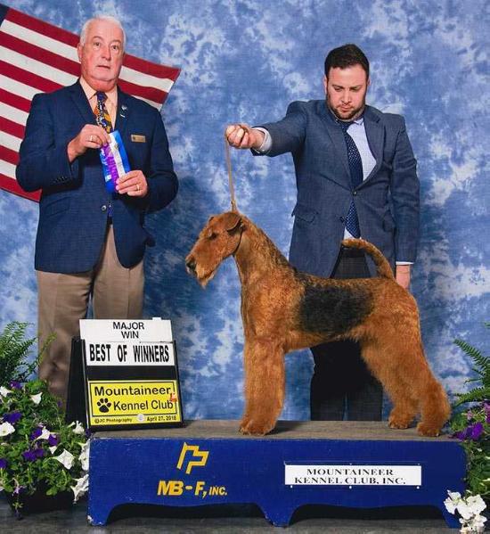 Joval Hot and Spicy | Airedale Terrier 