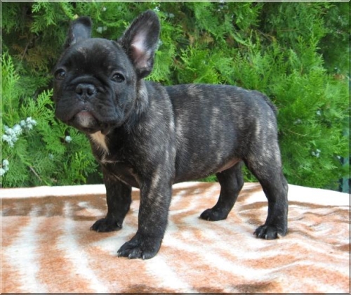 BORN TO BE SMILE AVALONE | French Bulldog 