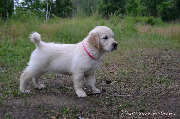 Hunter For Dream Snowflake | Golden Retriever 