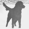 Wyndhamian Dash | Flat-Coated Retriever 