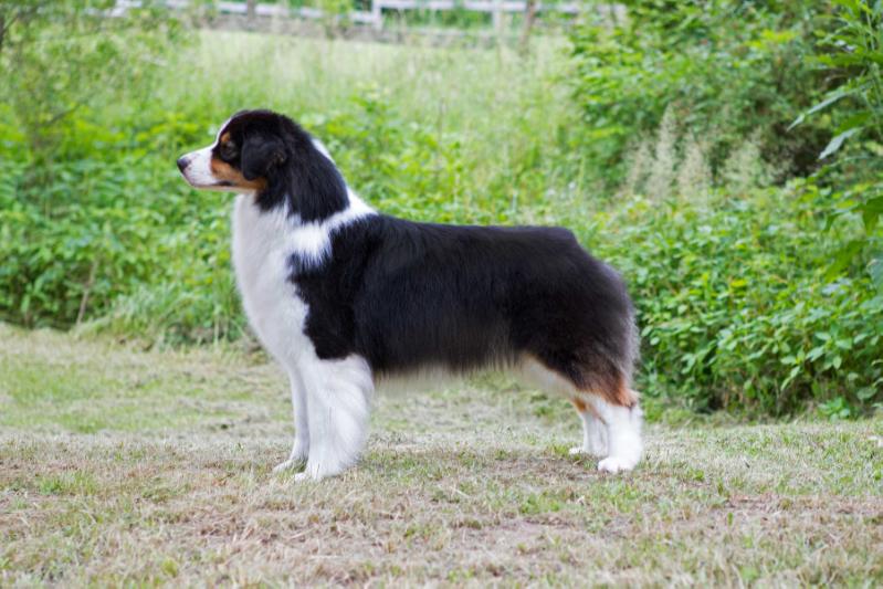 Shadomoons Get Your Buzz On | Australian Shepherd 