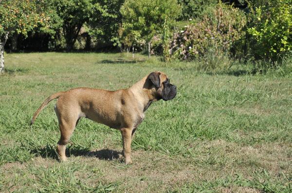 Conny The Bullnois | Bullmastiff 