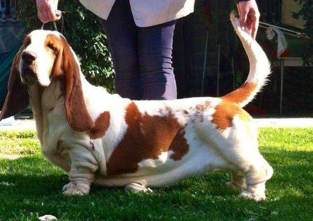 BALDOVINA DI CASA DAL PINO | Basset Hound 