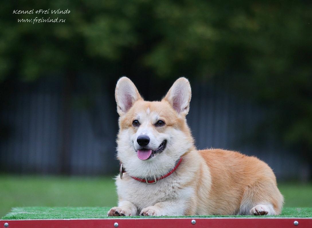 Frei Wind Stich | Pembroke Welsh Corgi 