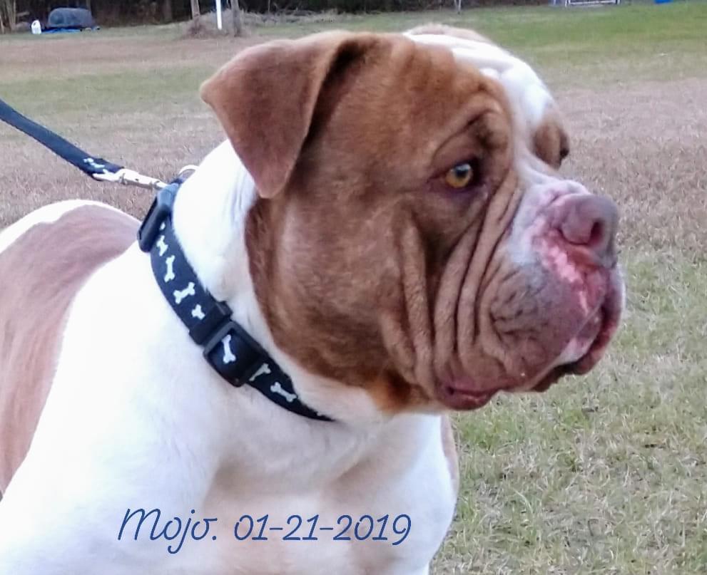 White Oak’s Loco Mojo | Alapaha Blue Blood Bulldog 