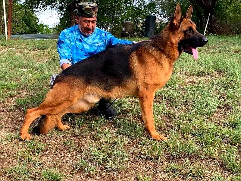 Max vom haus loyal GSD | German Shepherd Dog 