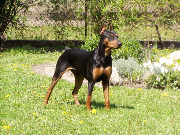 TOBI-ROY Granda Wesolkow | German Pinscher 